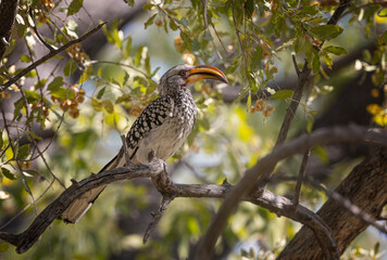Southern Yellow Billed Hornbill perched on a free
