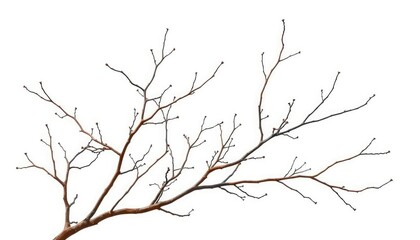 Obraz premium Intricate, bare branches isolated against a pure white backdrop, close-up, graphic design