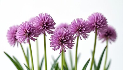 Close-up of wild garlic flowers isolated on white. Lilac color flowerheads, green stems. Spring blooming allium plant. Botanic floral blossom. Decorative natural wildflower bouquet.