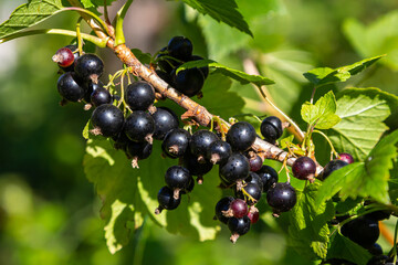 Black currant branch with ripe berries in a lush garden during the summer season showcases vibrant...