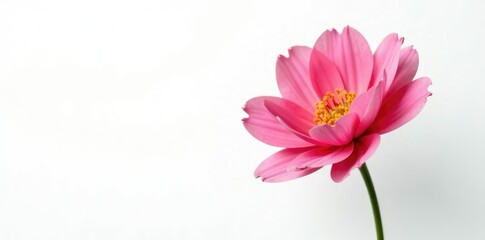 Fototapeta premium Petals unfurl on delicate stem isolated on white, flowers, bloom, garden