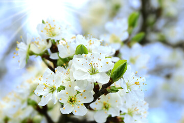 Frühling 679 © K.-U. Häßler