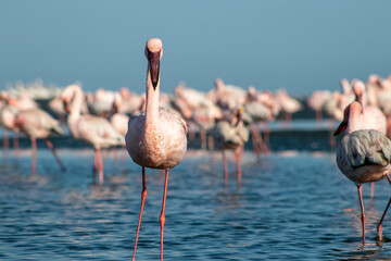 A stunning view of pink flamingos standing gracefully by a calm lake under a bright blue sky. Perfect for nature, wildlife, and travel projects, showcasing the beauty of exotic birds