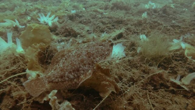 Close up of flatfish swims above the seabed covered with brown algae and ascidian colony, Slow motion, Lemon sole (Microstomus kitt)
