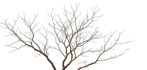 Obraz premium Bare, intricately branched tree limbs isolated against a pure white backdrop, organic, branches