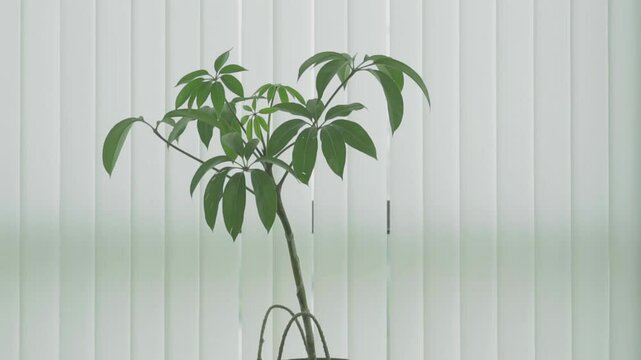 A Schefflera actinophylla planted in a woven basket planter indoors complements the soft vertical blinds, creating a simple and calming aesthetic.