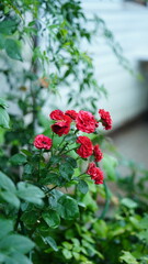 The classical Chinese garden buildings view in Suzhou of the China in the rainy day