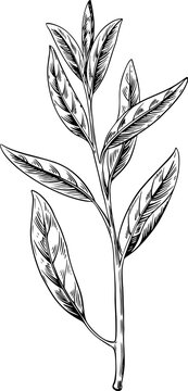 black and white botanical plant drawing clip art preview