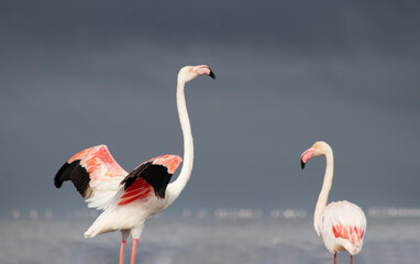 Fototapeta premium Wild african birds. Two Great african flamingos walking around the blue lagoon against bright sky