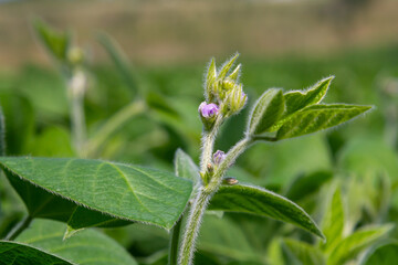 Close-up view of budding soybean plant with green leaves in a sunny field during springtime showing new growth