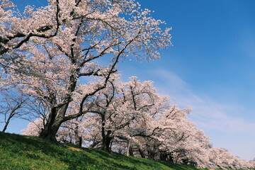 Fototapeta premium 背割り堤の桜並木その2