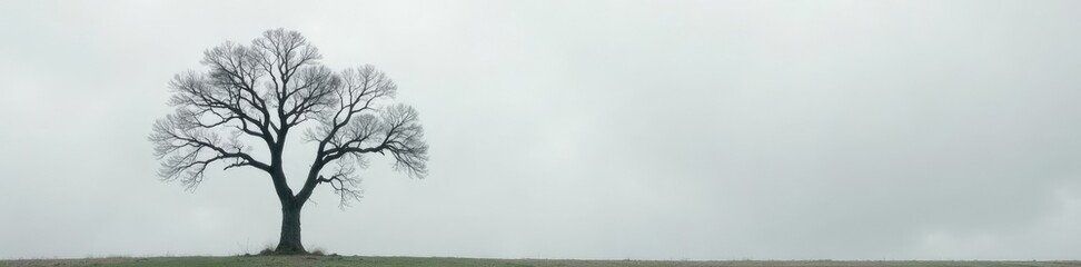 Obraz premium A few branches of a bare tree against a grey sky, solitary, nature, branch