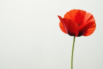 Obraz premium A delicate poppy blooms in solitude against a crisp white backdrop, poppies, floral, blossom
