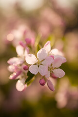 pink cherry blossom