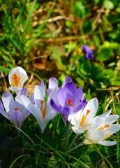 White and purple saffron in th grass in meadow spring background