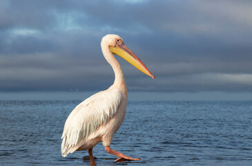 African wild bird. A lone Great pelican in a blue lagoon against a cloudy sky