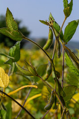 Green soybean plants growing in a field during late summer with yellowing leaves under a bright blue sky