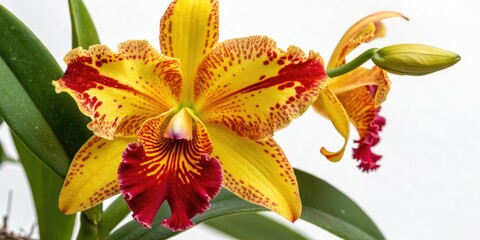 Honolulu Cattleya Orchid, Vibrant Yellow Red Terrestrial Orchid Flower, Hawaii, High Depth of Field Photography