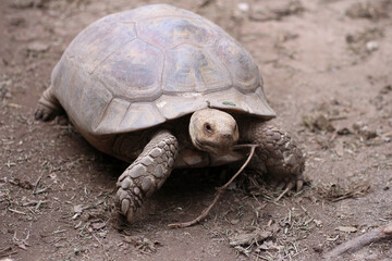 African Sulcata Tortoise Natural Habitat,Close up African spurred tortoise resting ,cute animal