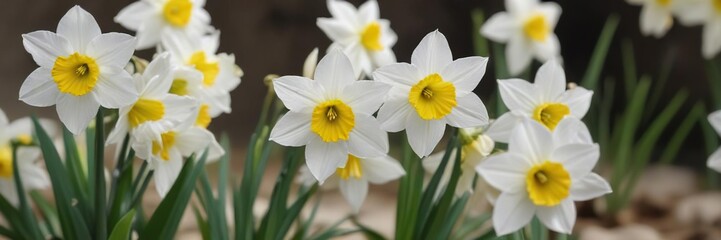Soft focus on white jonquil narcissus hybrid flowers with shallow depth of field, jonquil, narcissus, soft, white