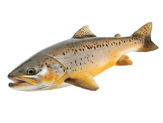 Fototapeta premium trout on white background