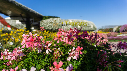 Obraz premium Miracle Garden in Dubai, United Arab Emirates