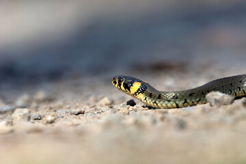 A grass snake crawling on rocky ground, Nowiny, eastern Poland