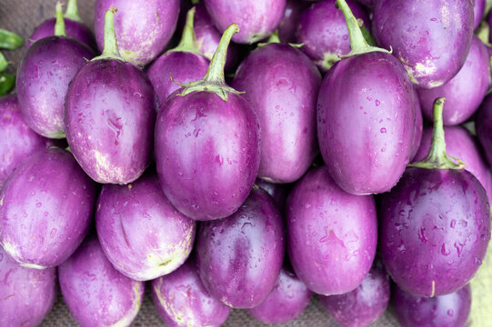 Prayagraj,India-6 January 2025 Selling fresh brinjals or Solanum melongena or Eggplant or aubergine or baigan in the street market at Prayagraj or Allahabad Uttar Pradesh India