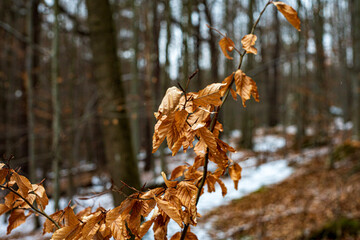 uschnięte liście w zimowym lesie