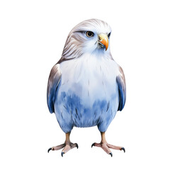 Fototapeta premium Blue Bird of Prey Standing Alert in Natural Habitat