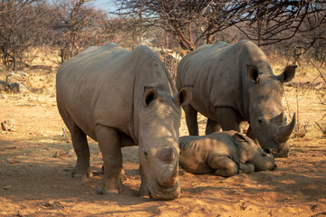 Wild animals. A family of white rhinos in the African savannah