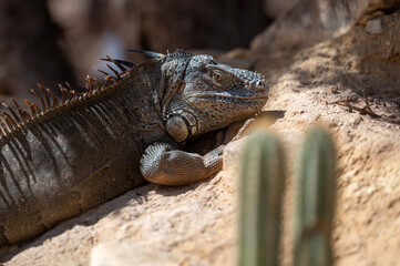 Iguana resting on rocks under the sun in the desert landscape of Morocco