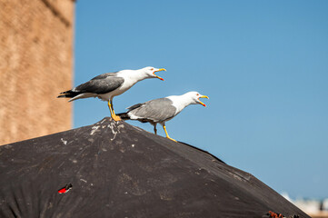 Seagulls calling out from the roof in Essaouira, Morocco on a clear sunny day