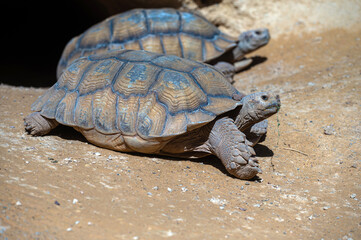 Three tortoises relax near their burrow in a warm, sandy environment in Morocco.