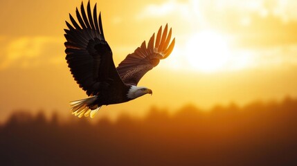 Fototapeta premium Majestic eagle soars gracefully through a golden sky at sunset