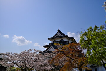 彦根城天守閣と桜その1