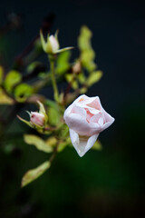 florales 055