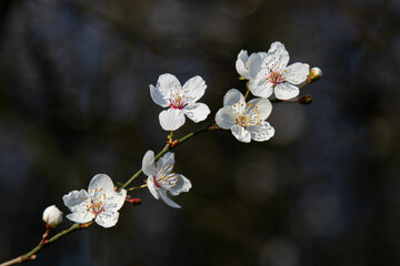 fleurs 046