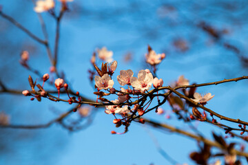 fleurs 043