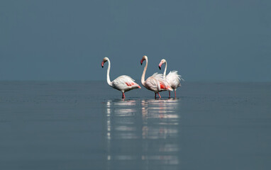 African wild birds. A flock of great flamingos on the blue lagoon against the bright sky