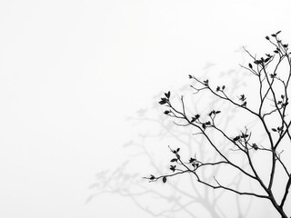 Silhouette branch tree casting shadow of leaves on white wall background, minimal, contrast