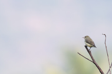The beautiful pale billed flowerpecker perched on a thin branch amidst a vibrant green  background.