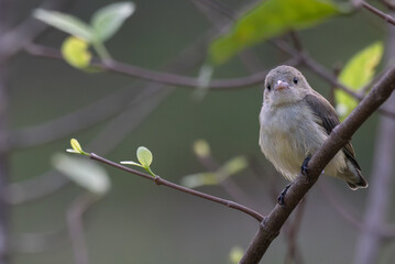 The beautiful pale billed flowerpecker perched on a thin branch amidst a vibrant green  background.