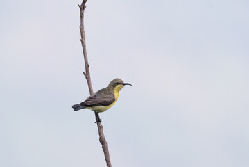 A vibrant sunbird hovers gracefully above a cluster of delicate branches. The background is blurred with blue