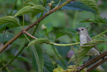The beautiful pale billed flowerpecker perched on a thin branch amidst a vibrant green  background.
