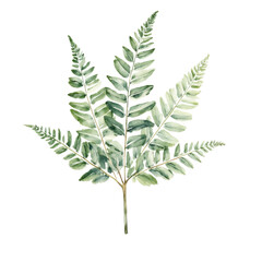 Fototapeta premium Delicate Fern Frond Showcasing Shades of Green