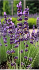 Fototapeta premium A vibrant patch of lavender flowers in full bloom, showcasing delicate purple petals and lush green foliage, set against a well-manicured lawn that enhances the garden's serene beauty.