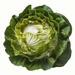 Fototapeta premium Fresh Green Lettuce Head Isolated on White Background.