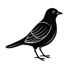 vector illustration of a bird