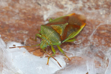 Closeup on an overwintering of birch shieldbug , Elasmostethus interstinctus